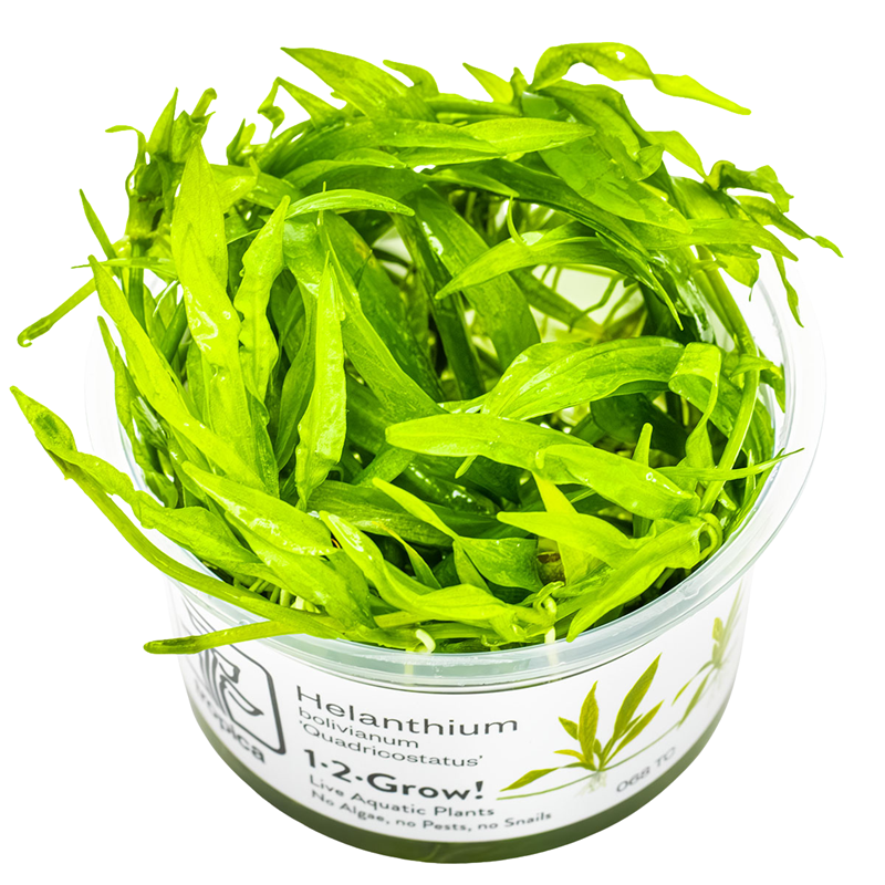 Tropica Helanthium bolivianum 'Quadricostatus' 1-2-Grow Tissue Culture for planted aquarium