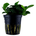 Tropica Anubias barteri 'Petite' Potted Aquarium Plant for planted aquarium