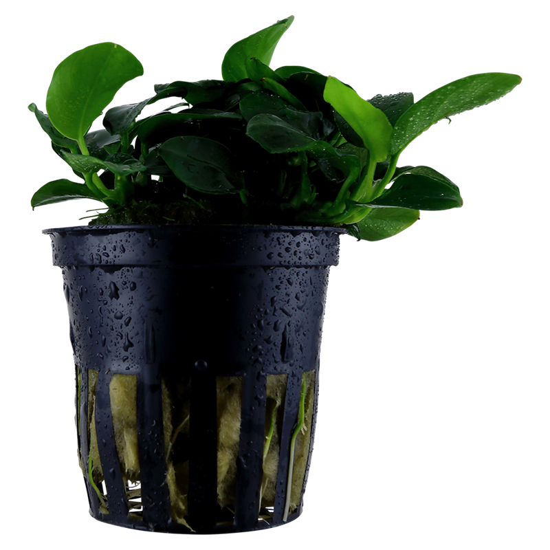 Tropica Anubias barteri 'Petite' Potted Aquarium Plant for planted aquarium