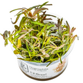 Tropica Hygrophila lancea 'Araguaia' 1-2-Grow Tissue Culture for planted aquarium