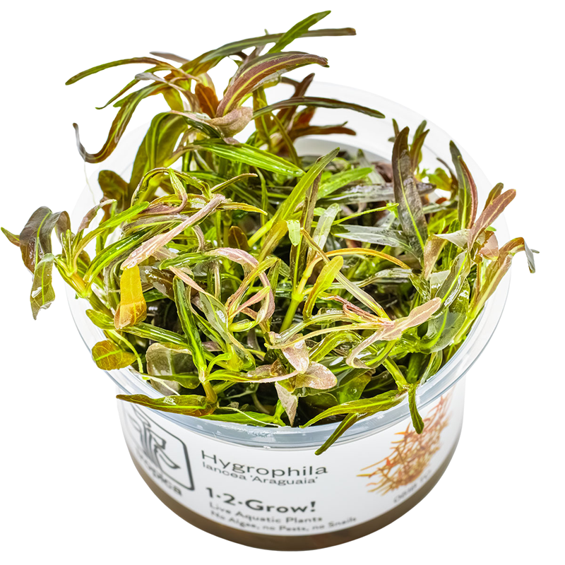 Tropica Hygrophila lancea 'Araguaia' 1-2-Grow Tissue Culture for planted aquarium