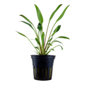 Tropica Cryptocoryne x willisii Potted Aquarium Plant for planted aquarium