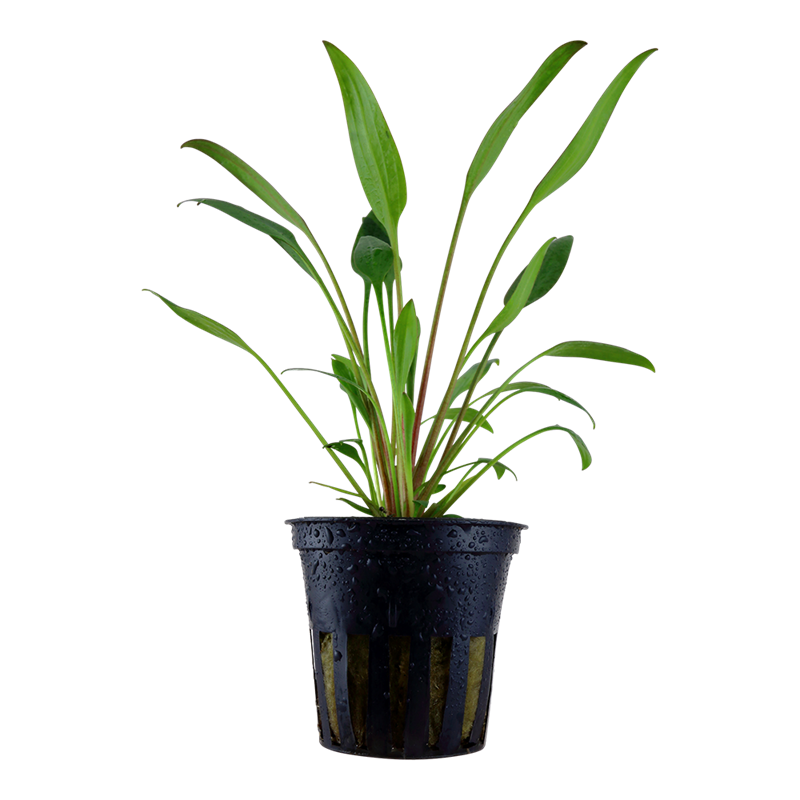 Tropica Cryptocoryne x willisii Potted Aquarium Plant for planted aquarium