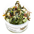 Tropica Bucephalandra 'Kedagang' 1-2-Grow Tissue Culture for planted aquarium