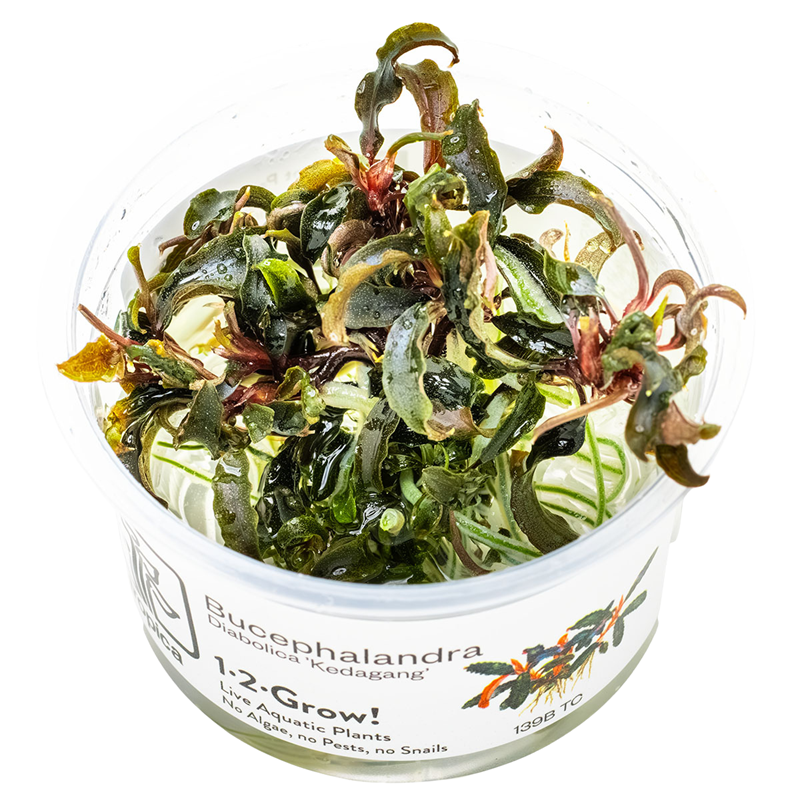 Tropica Bucephalandra 'Kedagang' 1-2-Grow Tissue Culture for planted aquarium