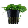 Tropica Hydrocotyle verticillata Potted Aquarium Plant for planted aquarium