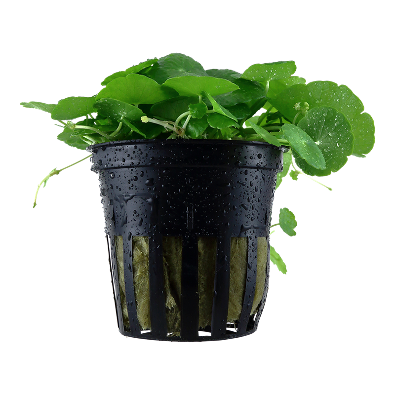 Tropica Hydrocotyle verticillata Potted Aquarium Plant for planted aquarium
