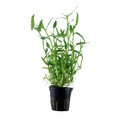 Tropica Murdannia keisak Potted Aquarium Plant for planted aquarium