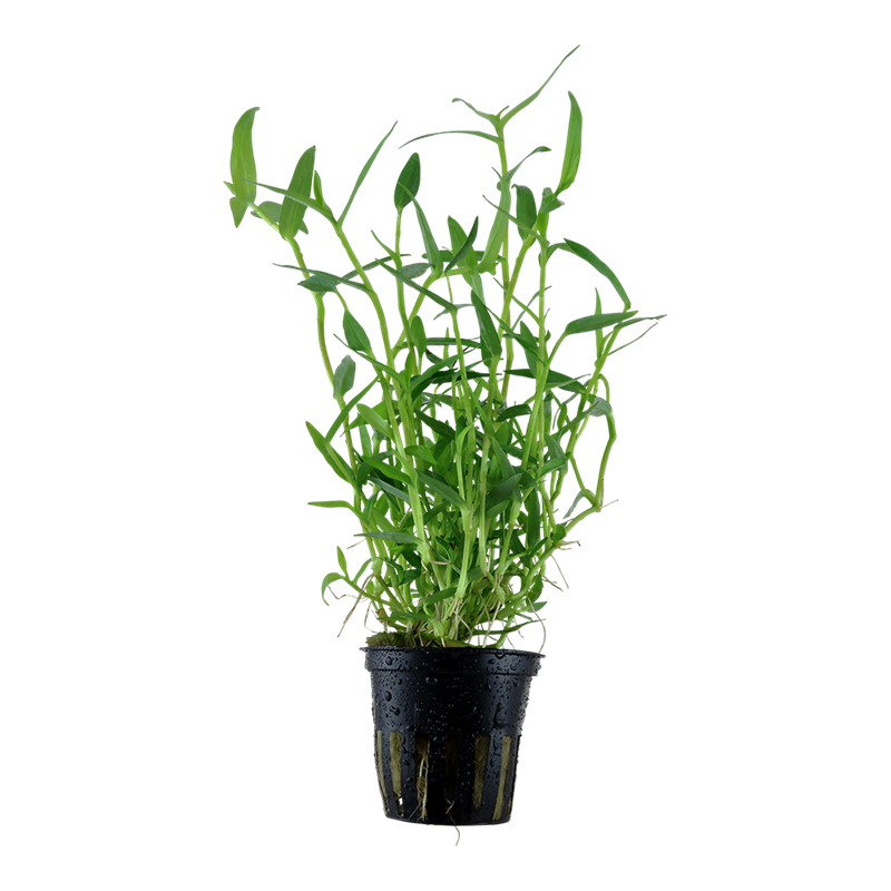 Tropica Murdannia keisak Potted Aquarium Plant for planted aquarium