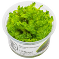 Tropica Monosolenium tenerum 1-2-Grow Tissue Culture for planted aquarium