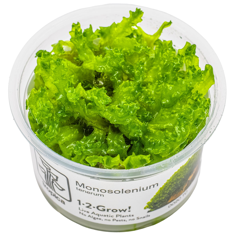 Tropica Monosolenium tenerum 1-2-Grow Tissue Culture for planted aquarium