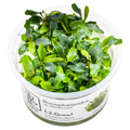 Tropica Bucephalandra sp. 'Needle Leaf' 1-2-Grow Tissue Culture for planted aquarium