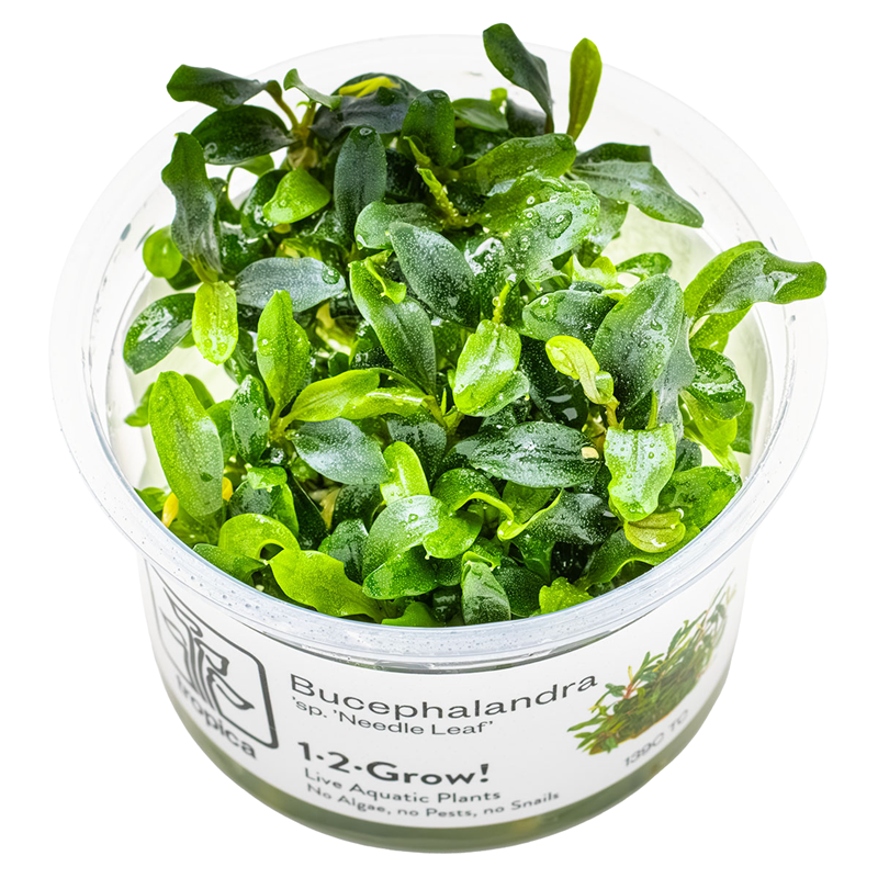 Tropica Bucephalandra sp. 'Needle Leaf' 1-2-Grow Tissue Culture for planted aquarium