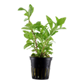 Tropica Hygrophila polysperma 'Rosanervig' Potted Aquarium Plant for planted aquarium