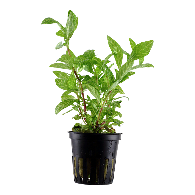 Tropica Hygrophila polysperma 'Rosanervig' Potted Aquarium Plant for planted aquarium