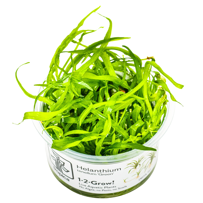 Tropica Helanthium tenellum 'Green' 1-2-Grow Tissue Culture for planted aquarium