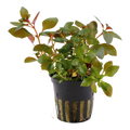 Tropica Ludwigia repens 'Rubin' Potted Aquarium Plant for planted aquarium