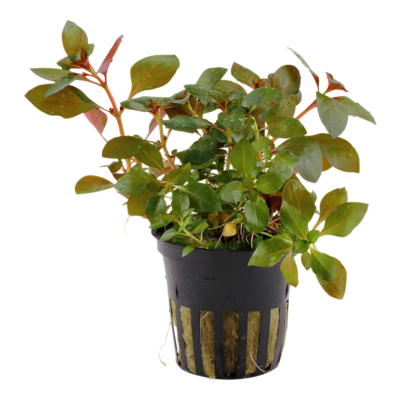 Tropica Ludwigia repens 'Rubin' Potted Aquarium Plant for planted aquarium