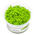 Tropica Micranthemum callitrichoides 'Cuba' 1-2-Grow Tissue Culture for planted aquarium