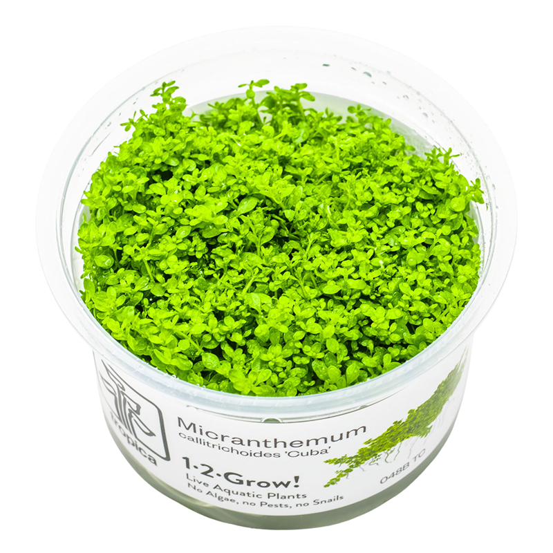 Tropica Micranthemum callitrichoides 'Cuba' 1-2-Grow Tissue Culture for planted aquarium