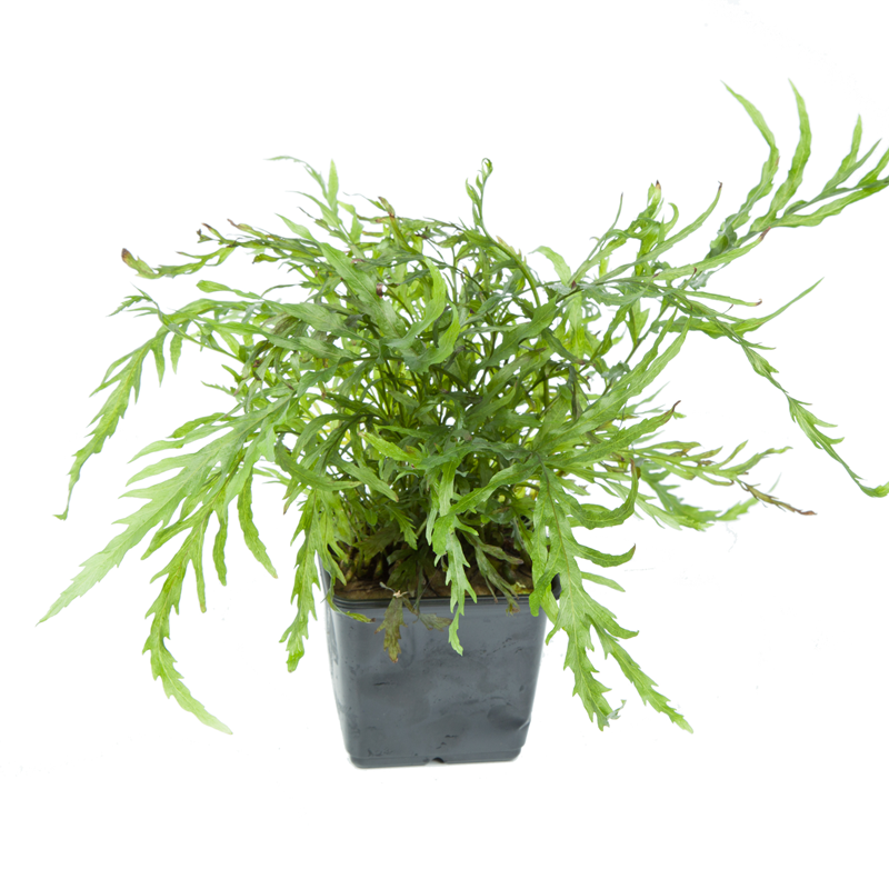 Tropica Bolbitis heudelotii XL Aquarium Plant for planted aquarium