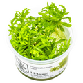Tropica Pogostemon helferi 1-2-Grow Tissue Culture for planted aquarium