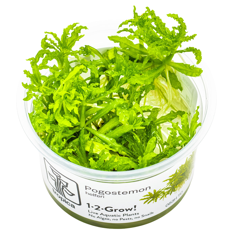 Tropica Pogostemon helferi 1-2-Grow Tissue Culture for planted aquarium