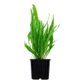 Tropica Microsorum pteropus XL Aquarium Plant for planted aquarium