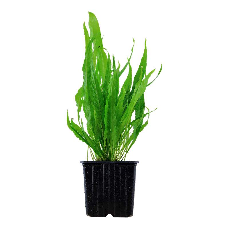 Tropica Microsorum pteropus XL Aquarium Plant for planted aquarium