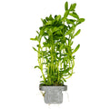Tropica Bacopa monnieri 'Compact' Aquarium Plant Clip for planted aquarium