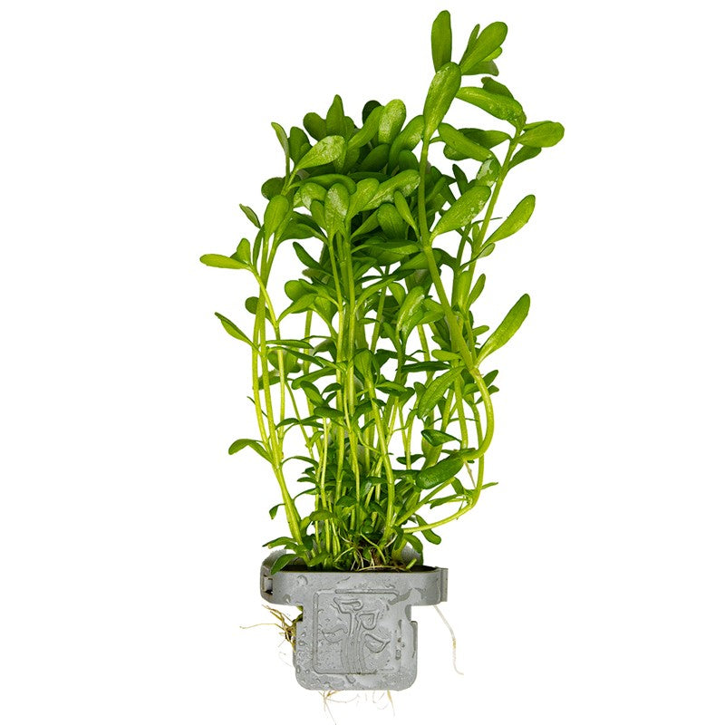 Tropica Bacopa monnieri 'Compact' Aquarium Plant Clip for planted aquarium