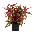 Tropica Alternanthera reineckii 'Pink' XL Aquarium Plant for planted aquarium