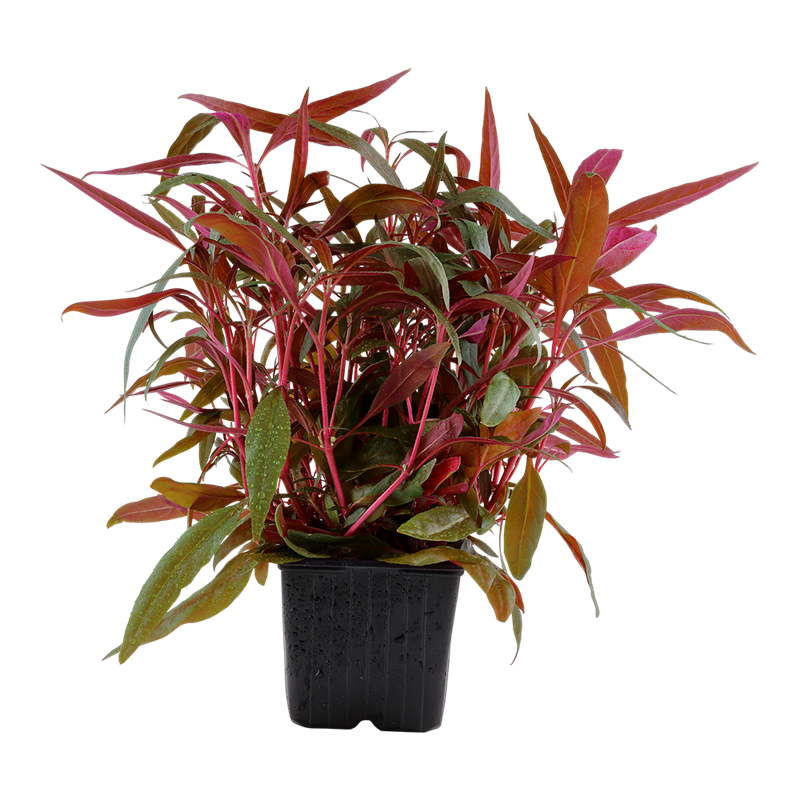 Tropica Alternanthera reineckii 'Pink' XL Aquarium Plant for planted aquarium