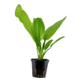 Tropica Echinodorus cordifolius 'Fluitans' Potted Aquarium Plant for planted aquarium