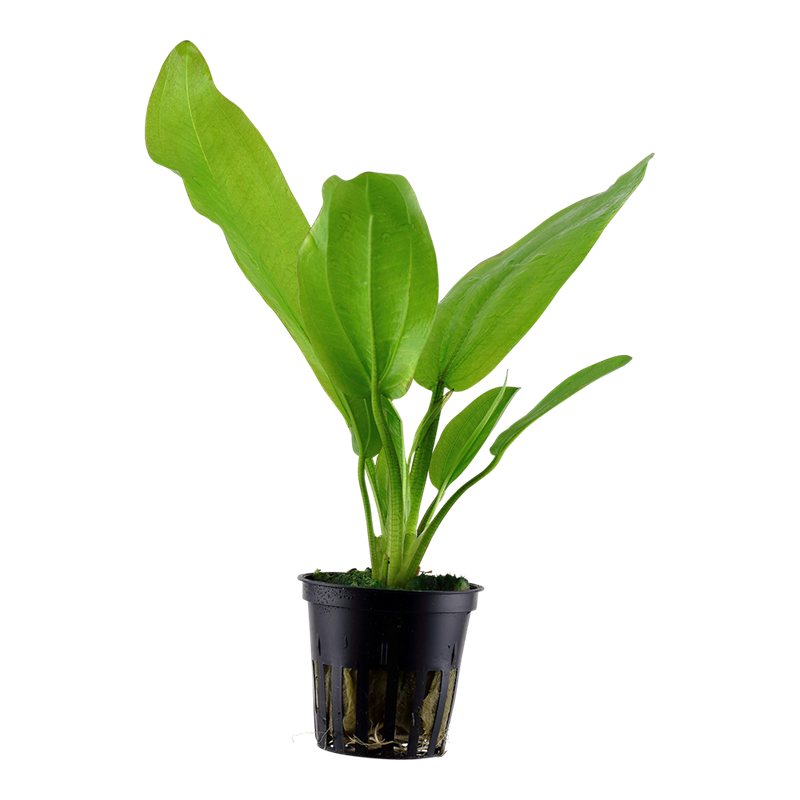 Tropica Echinodorus cordifolius 'Fluitans' Potted Aquarium Plant for planted aquarium