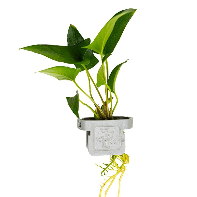 Tropica Anubias gracilis Aquarium Plant Clip for planted aquarium