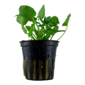 Tropica Nymphoides hydrophylla 'Taiwan' Potted Aquarium Plant for planted aquarium