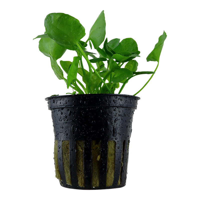 Tropica Nymphoides hydrophylla 'Taiwan' Potted Aquarium Plant for planted aquarium