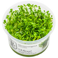 Tropica Glossostigma elatinoides 1-2-Grow Tissue Culture for planted aquarium