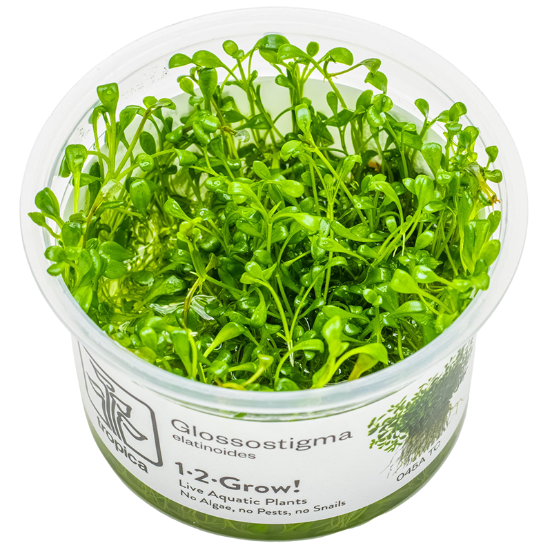 Tropica Glossostigma elatinoides 1-2-Grow Tissue Culture for planted aquarium