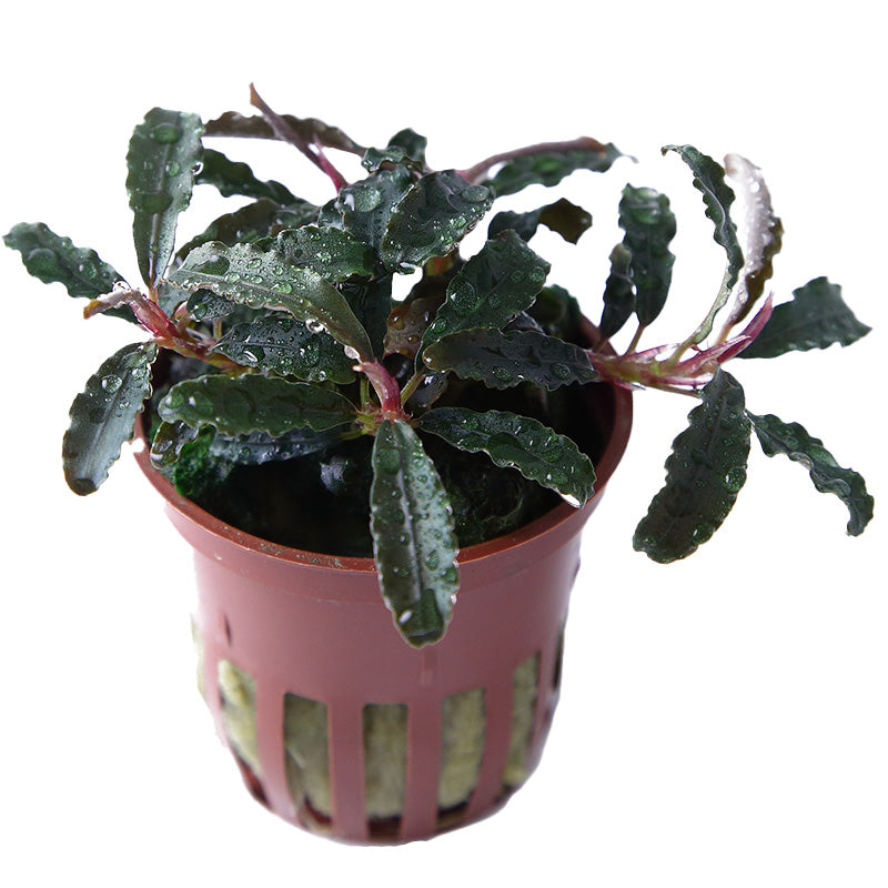 Tropica Bucephalandra 'Kedagang' Potted Aquarium Plant for planted aquarium