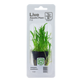 Tropica Lilaeopsis brasiliensis Potted Aquarium Plant for planted aquarium