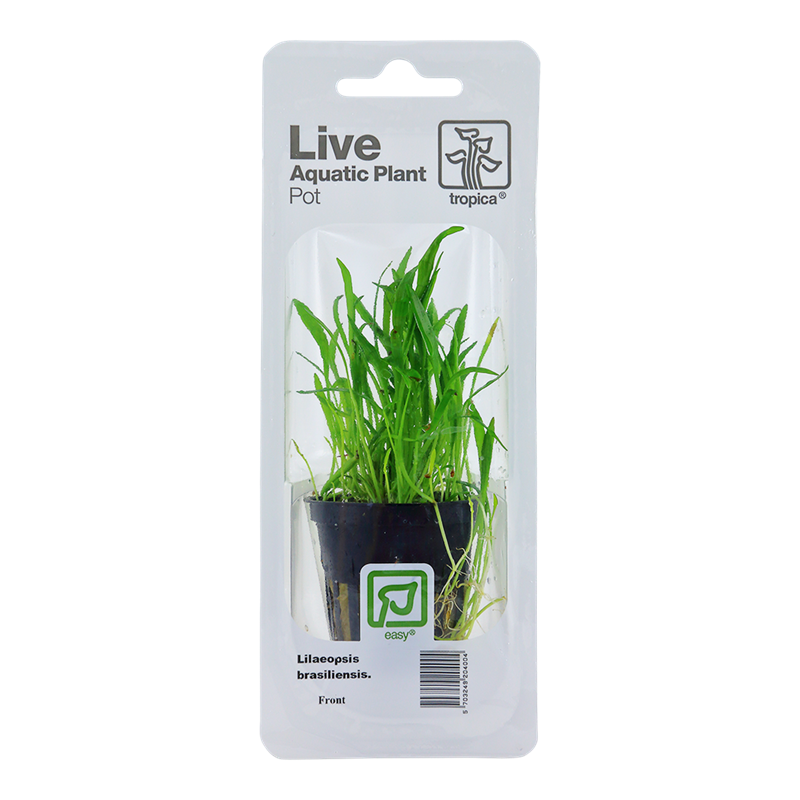 Tropica Lilaeopsis brasiliensis Potted Aquarium Plant for planted aquarium