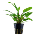 Tropica Cryptocoryne wendtii 'Green' Potted Aquarium Plant for planted aquarium