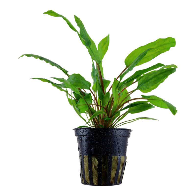 Tropica Cryptocoryne wendtii 'Green' Potted Aquarium Plant for planted aquarium
