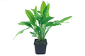 Tropica Echinodorus grisebachii 'Bleherae' XL Aquarium Plant for planted aquarium