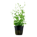 Tropica Hydrocotyle tripartita Potted Aquarium Plant for planted aquarium