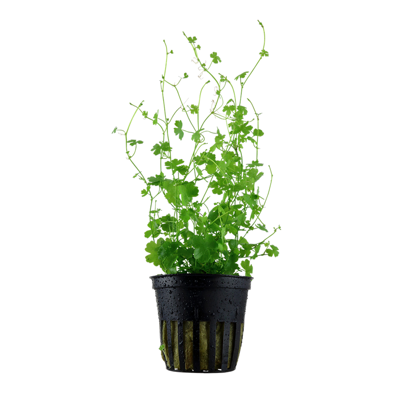 Tropica Hydrocotyle tripartita Potted Aquarium Plant for planted aquarium