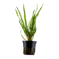 Tropica Cryptocoryne crispatula Potted Aquarium Plant for planted aquarium