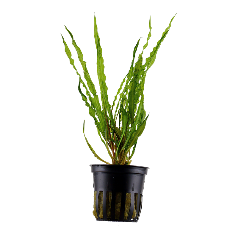 Tropica Cryptocoryne crispatula Potted Aquarium Plant for planted aquarium